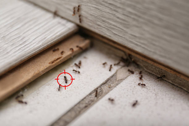 Best Affordable Pest Control Services  in Meridian Village, CO