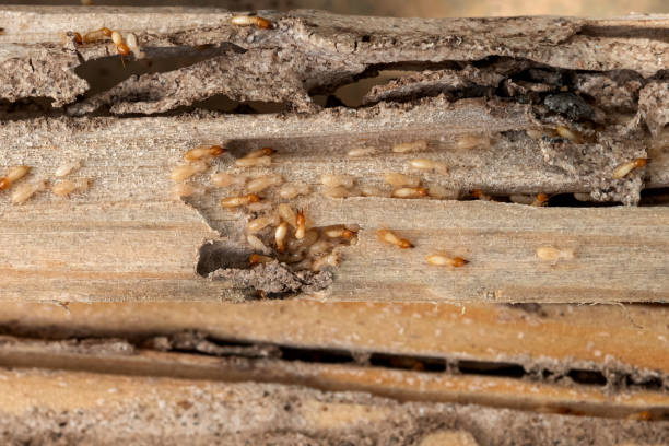 Best Cockroach Control Services  in Meridian Village, CO